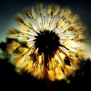 Meet your Posher, Maylo